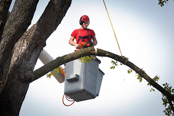 How Our Tree Care Process Works  in  Waldwick, NJ